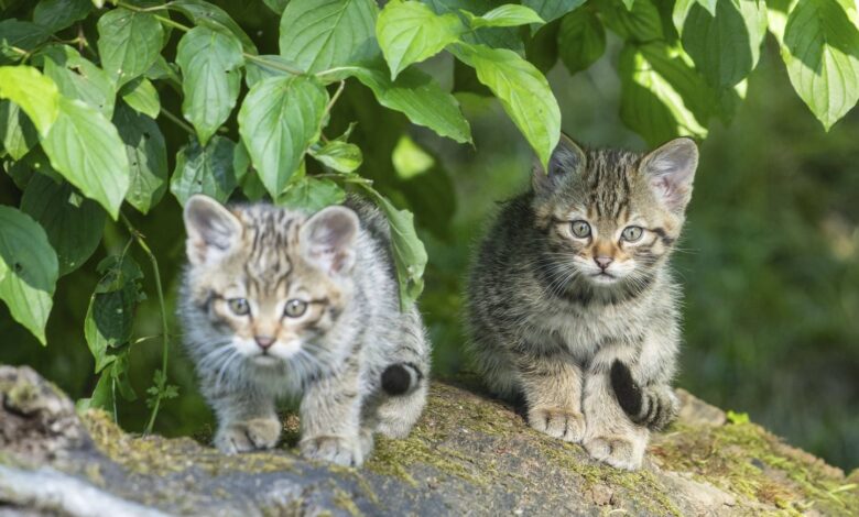 “Escaldado y ensartado”… Detenido un adolescente de 16 años por filmarse torturando a dos gatitos “Escaldado y ensartado”… Detenido un adolescente de 16 años por filmarse torturando a dos gatitos